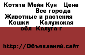 Котята Мейн Кун › Цена ­ 15 000 - Все города Животные и растения » Кошки   . Калужская обл.,Калуга г.